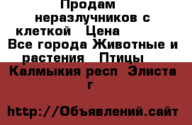 Продам 2 неразлучников с клеткой › Цена ­ 2 500 - Все города Животные и растения » Птицы   . Калмыкия респ.,Элиста г.